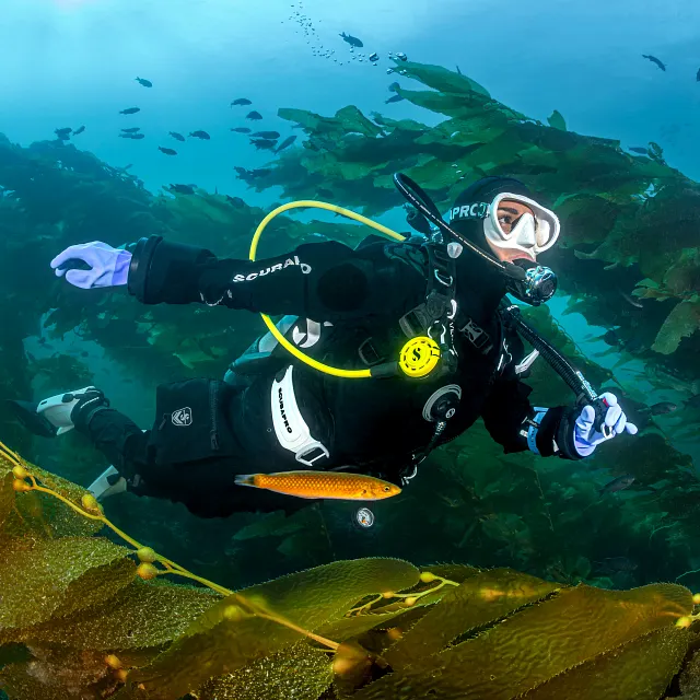 Blue Dry Gloves - Drysuit Diving through kelp forest