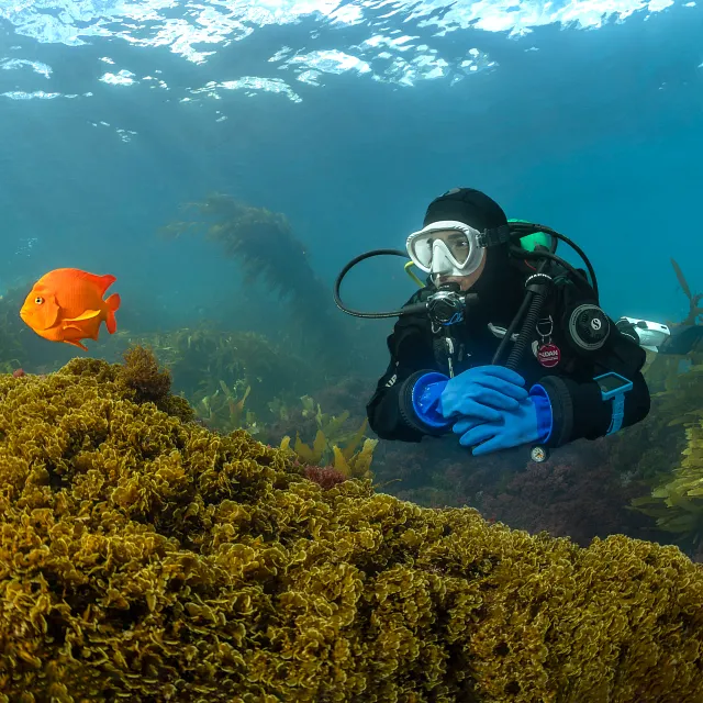 Blue Dry Glove w/Liner - Diver with bright fish