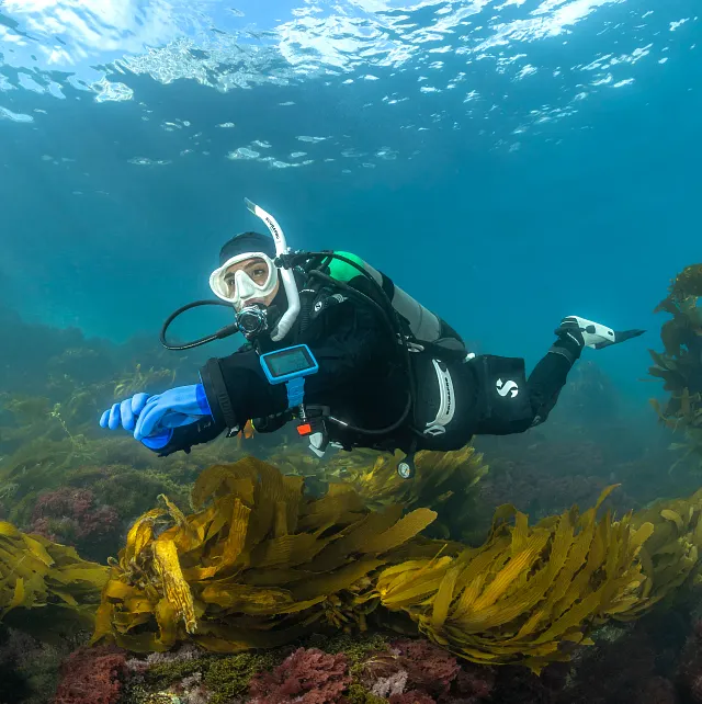 Blue Dry Glove w/Liner and Luna 2.0